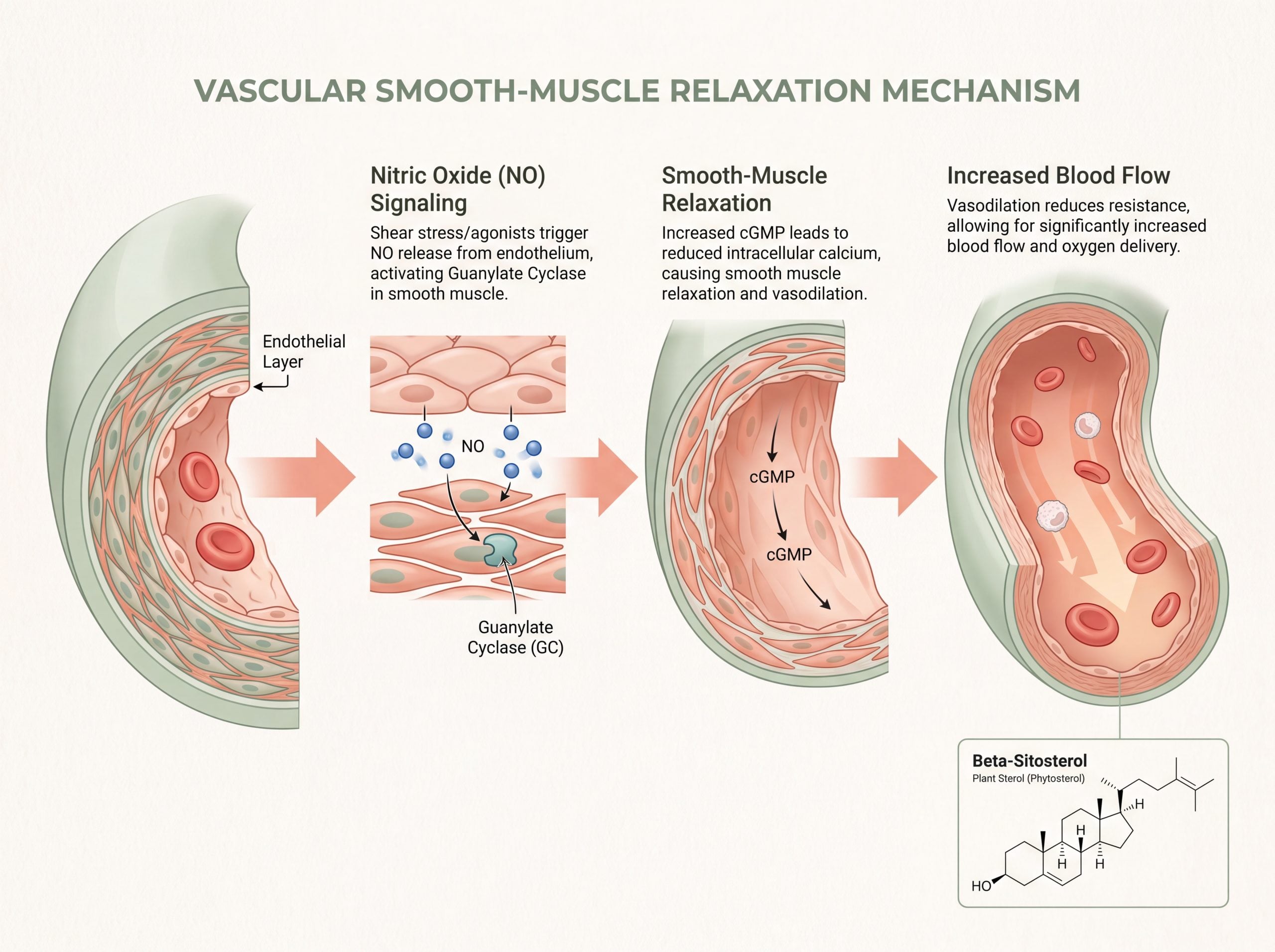 Diagram of vasodilation showing endothelium, nitric oxide signalling, smooth muscle relaxation, and increased blood flow