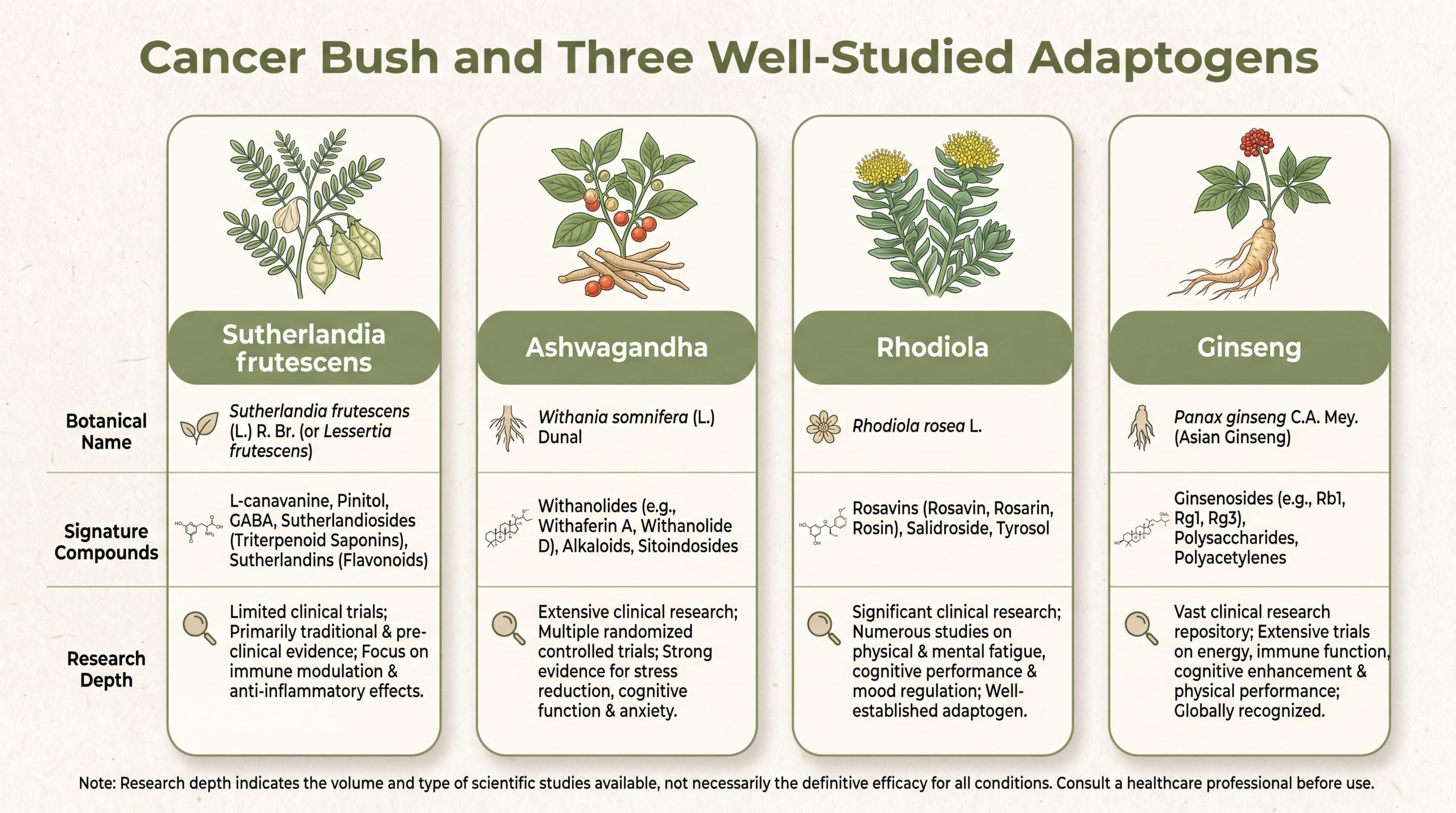 Comparison infographic of cancer bush versus ashwagandha, rhodiola and ginseng adaptogens