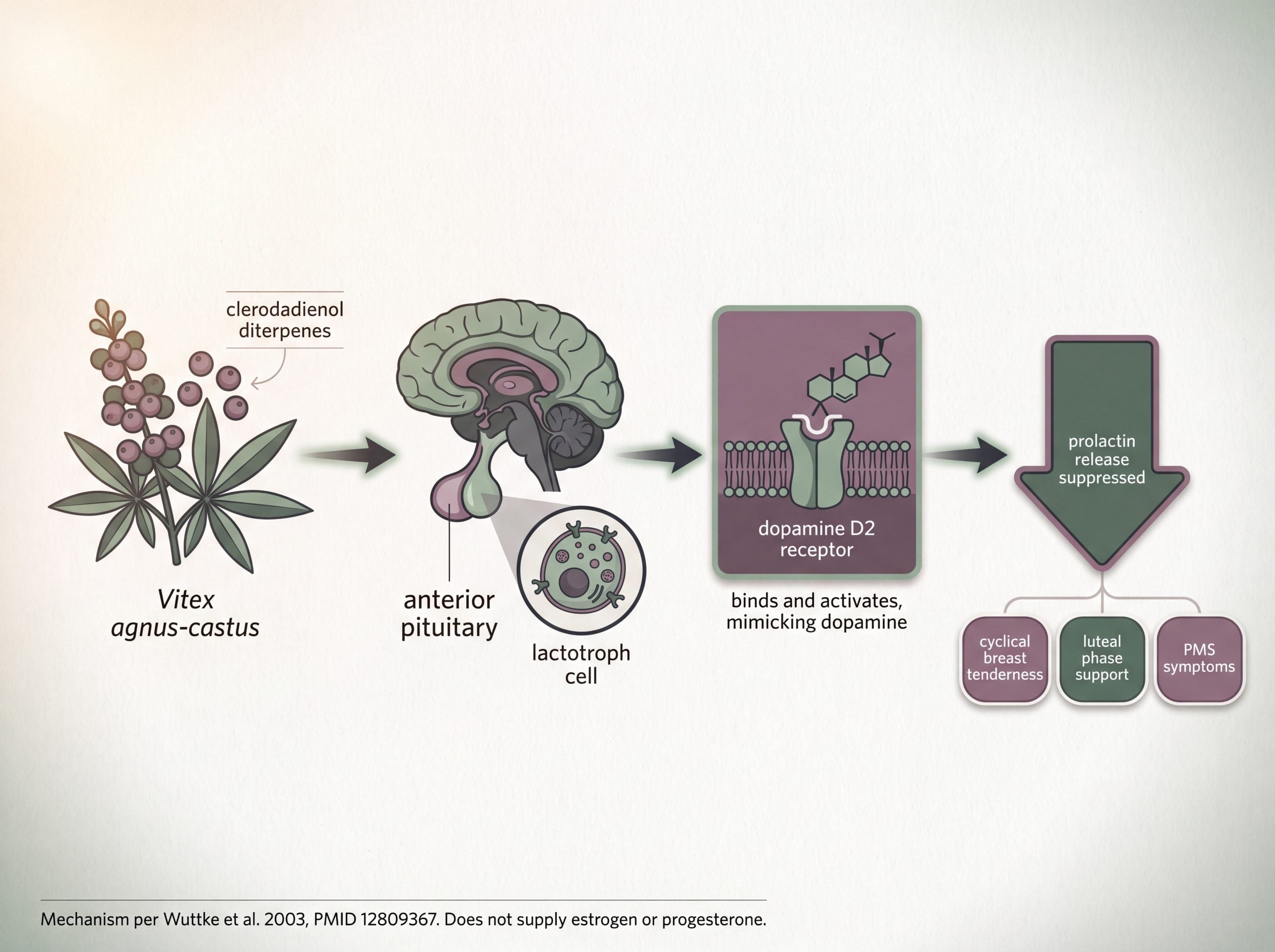 Infographic showing chasteberry diterpenes binding dopamine D2 receptors in the pituitary to suppress prolactin release