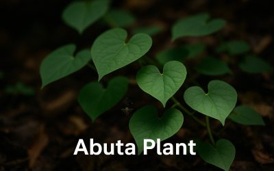 Learn Cissampelos pareira: Understanding a Traditional Medicinal Vine