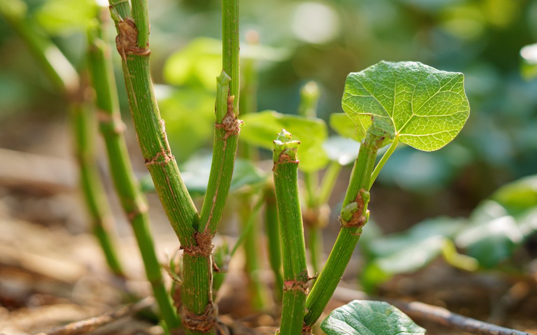 An Evidence-Based Guide to Veldt Grape