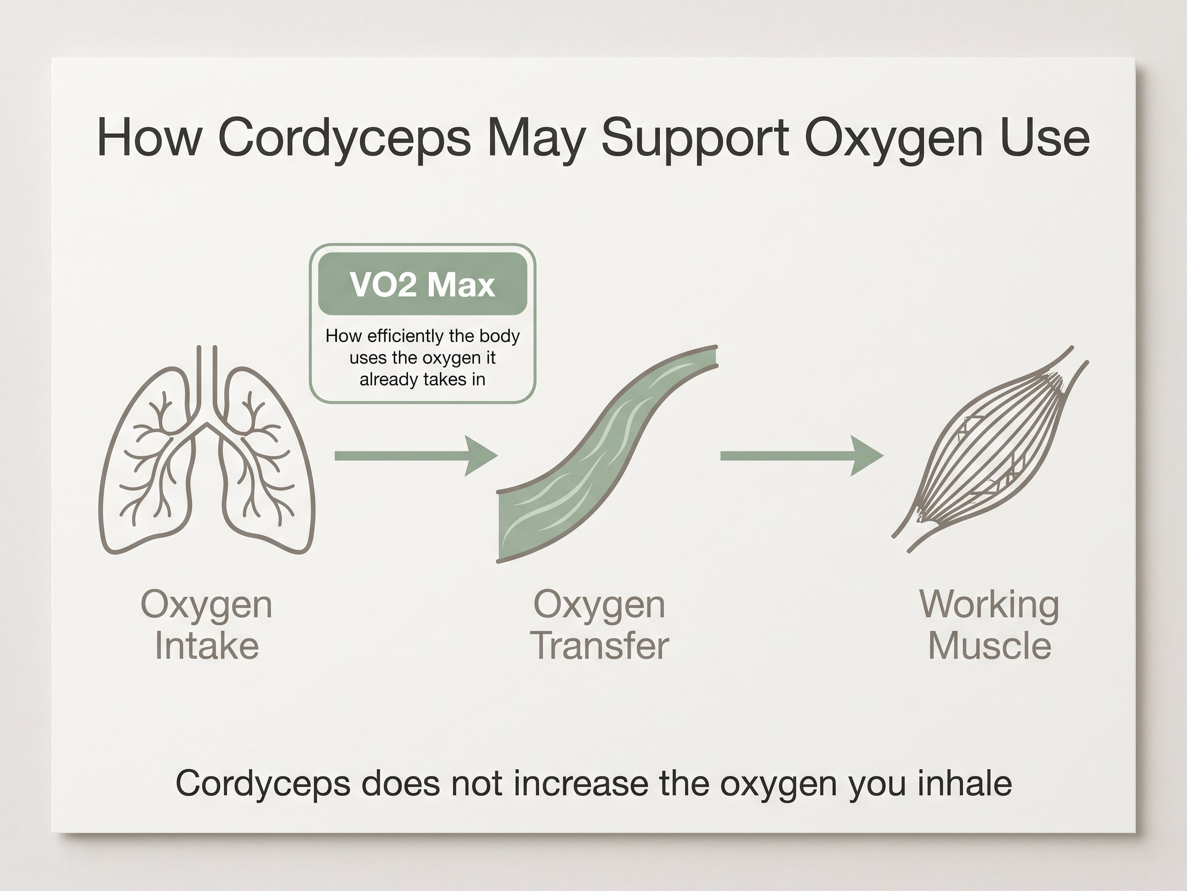 Diagram of oxygen intake, transfer and use by working muscle, with a VO2 max callout on oxygen efficiency.
