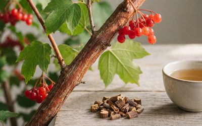 The Benefits and Uses of Cramp Bark Tea: A Complete Guide