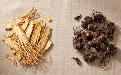 Dong Quai vs Black Cohosh: How They Differ and Which Is Better Studied