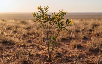 Learn Fadogia Agrestis Plant: A Botanical Guide to Fadogia Agrestis Benefits, Side Effects, Dosage, Traditional Uses, and Quality Sourcing