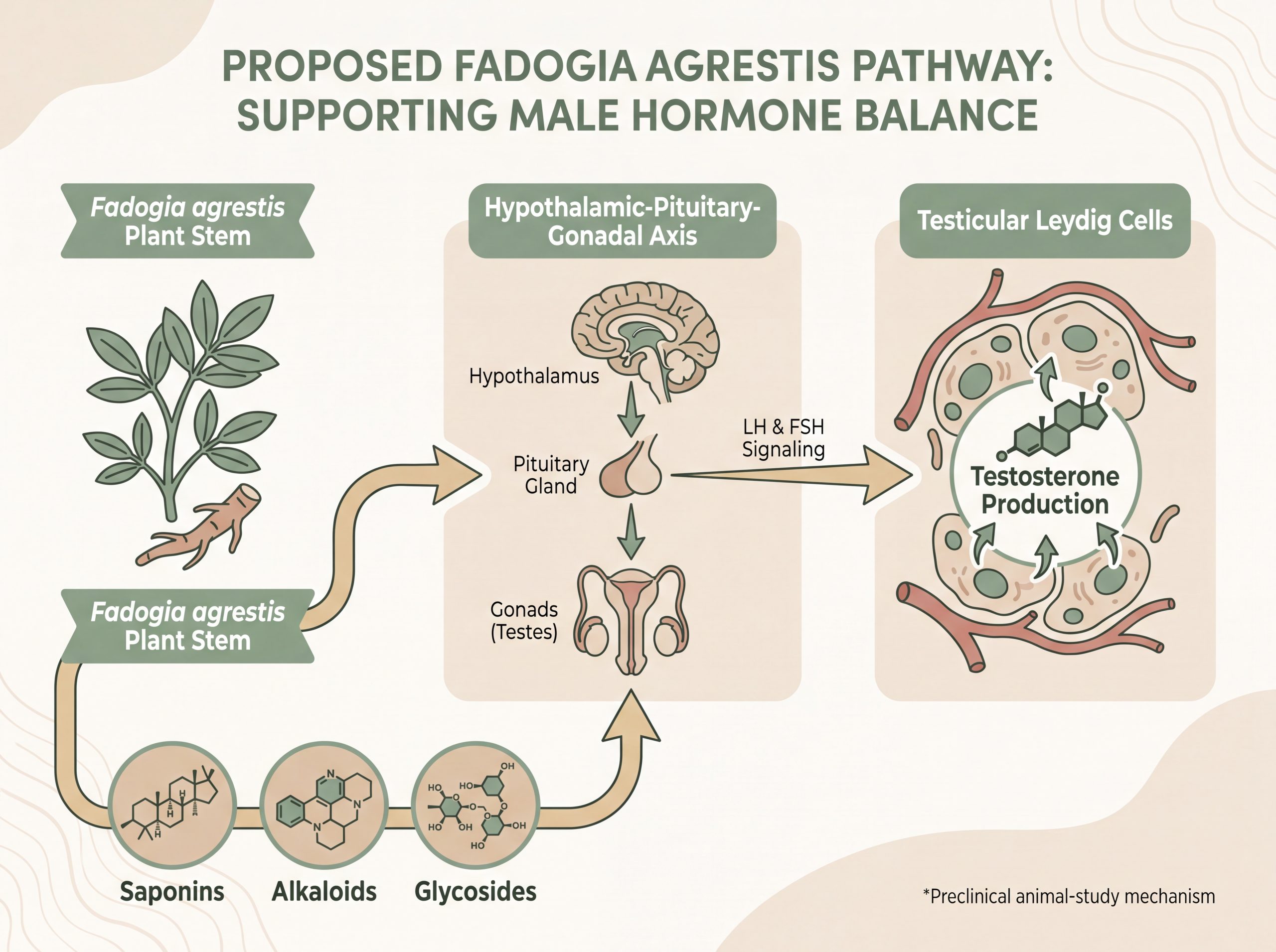 Infographic of the proposed Fadogia agrestis pathway supporting testosterone in animal studies