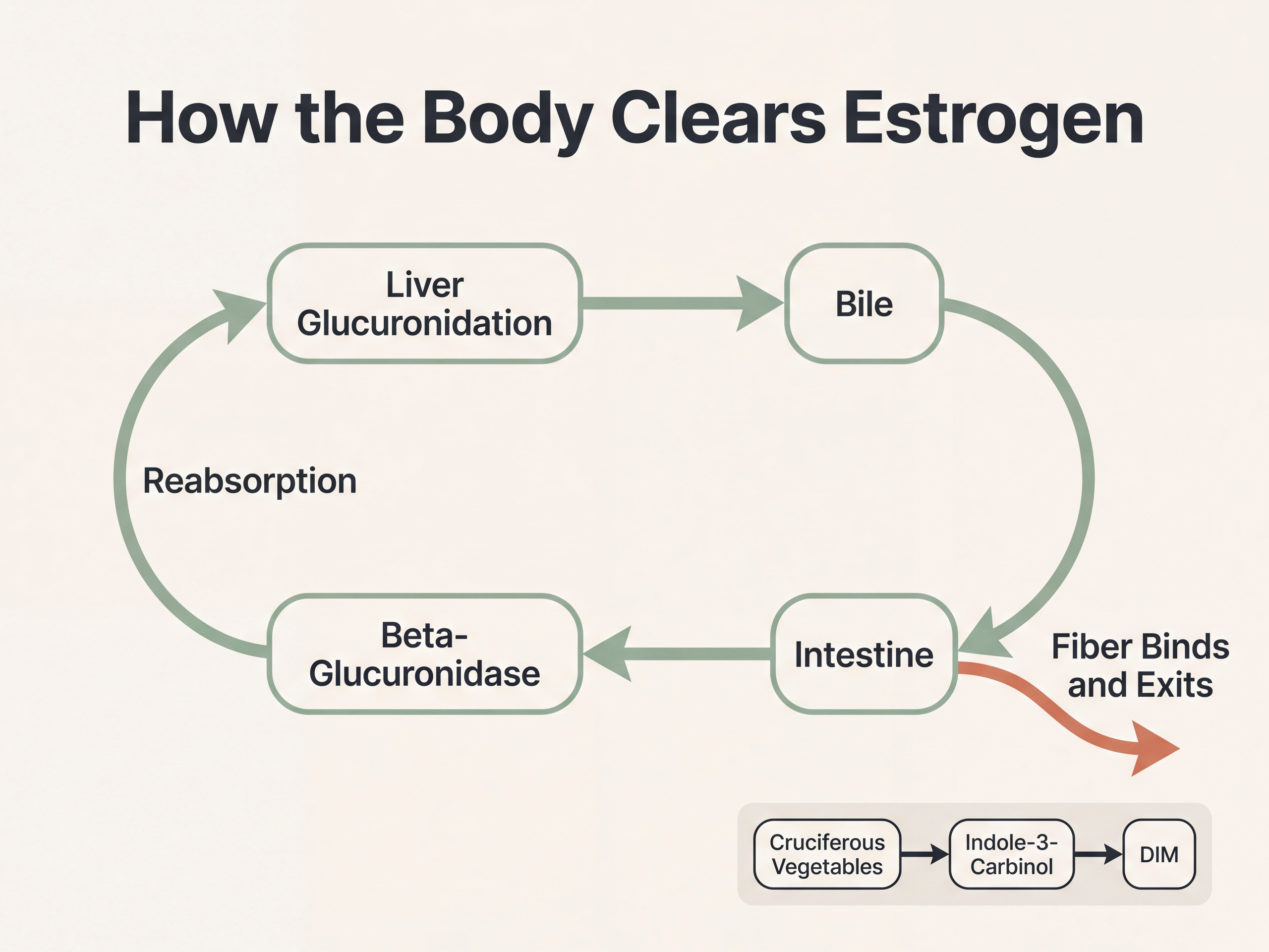 Diagram of the estrogen clearance pathway showing liver glucuronidation, bile, gut beta-glucuronidase, and enterohepatic recirculation