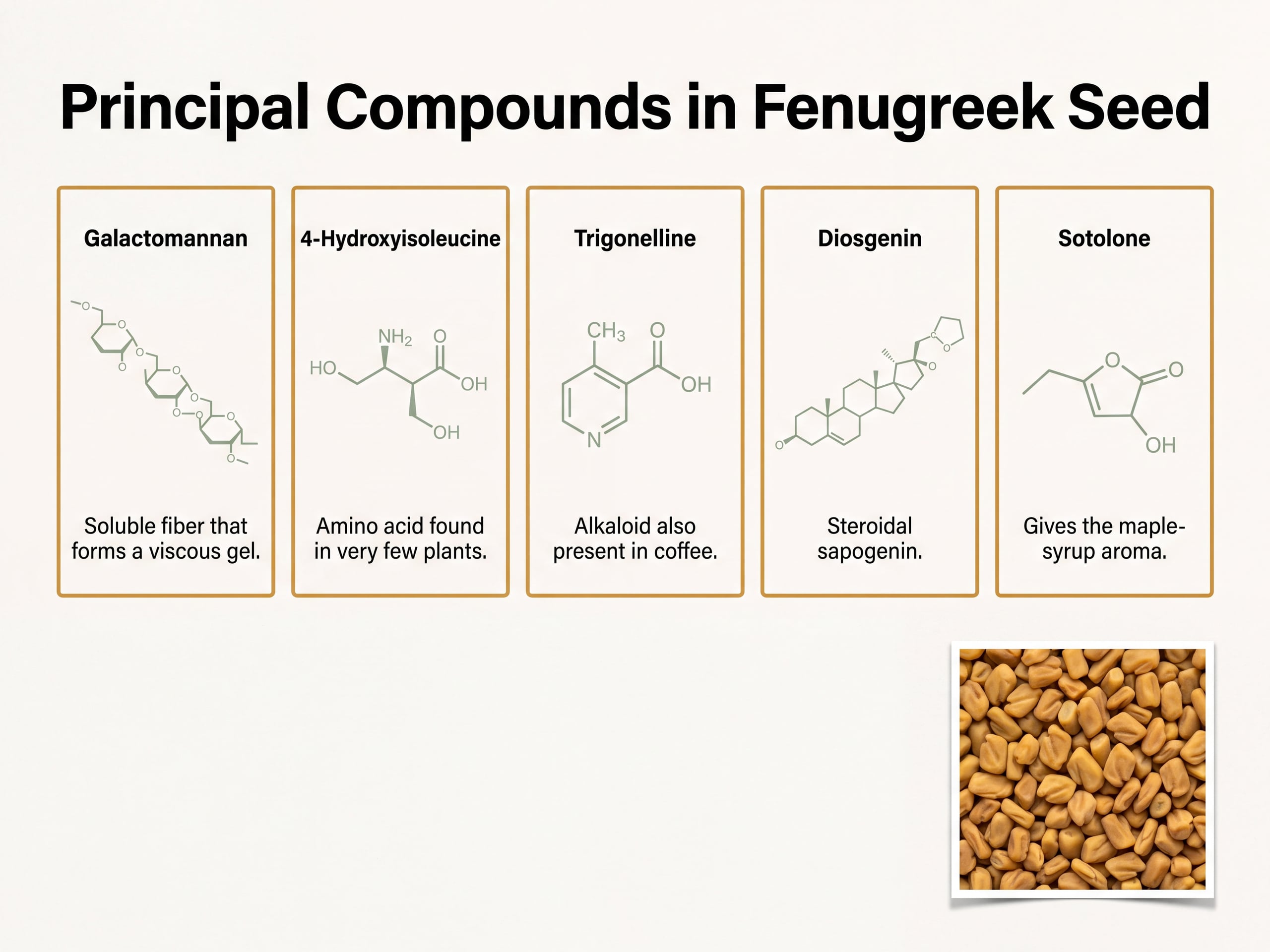 Infographic of five fenugreek seed compounds including galactomannan, 4-hydroxyisoleucine, trigonelline, diosgenin, and sotolone