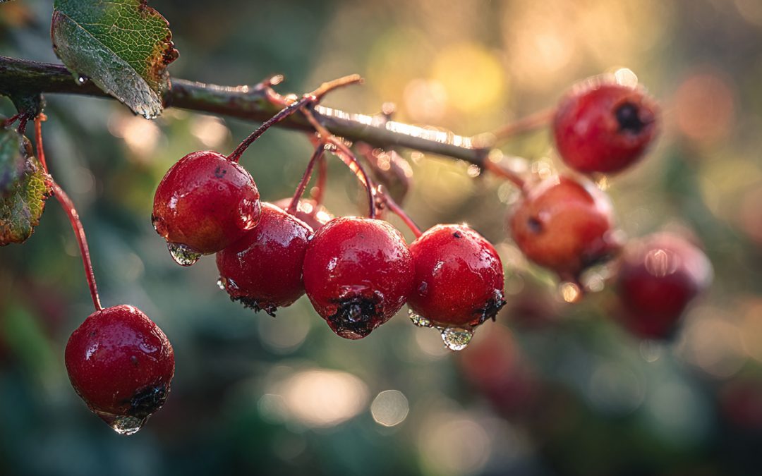 Hawthorn Berry’s Role in Cardiovascular Health