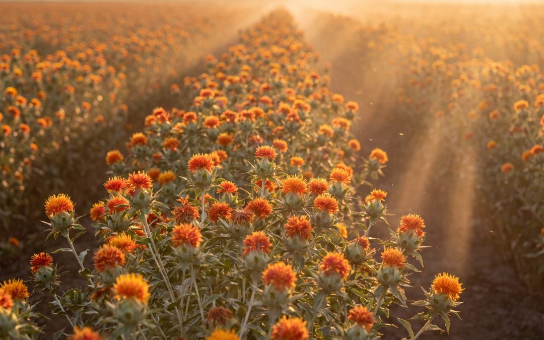 A Guide to Safflower Oil: Benefits, Uses, and What to Know