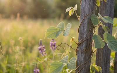 Herbal Remedies and Natural Strategies for Alcohol Craving Relief