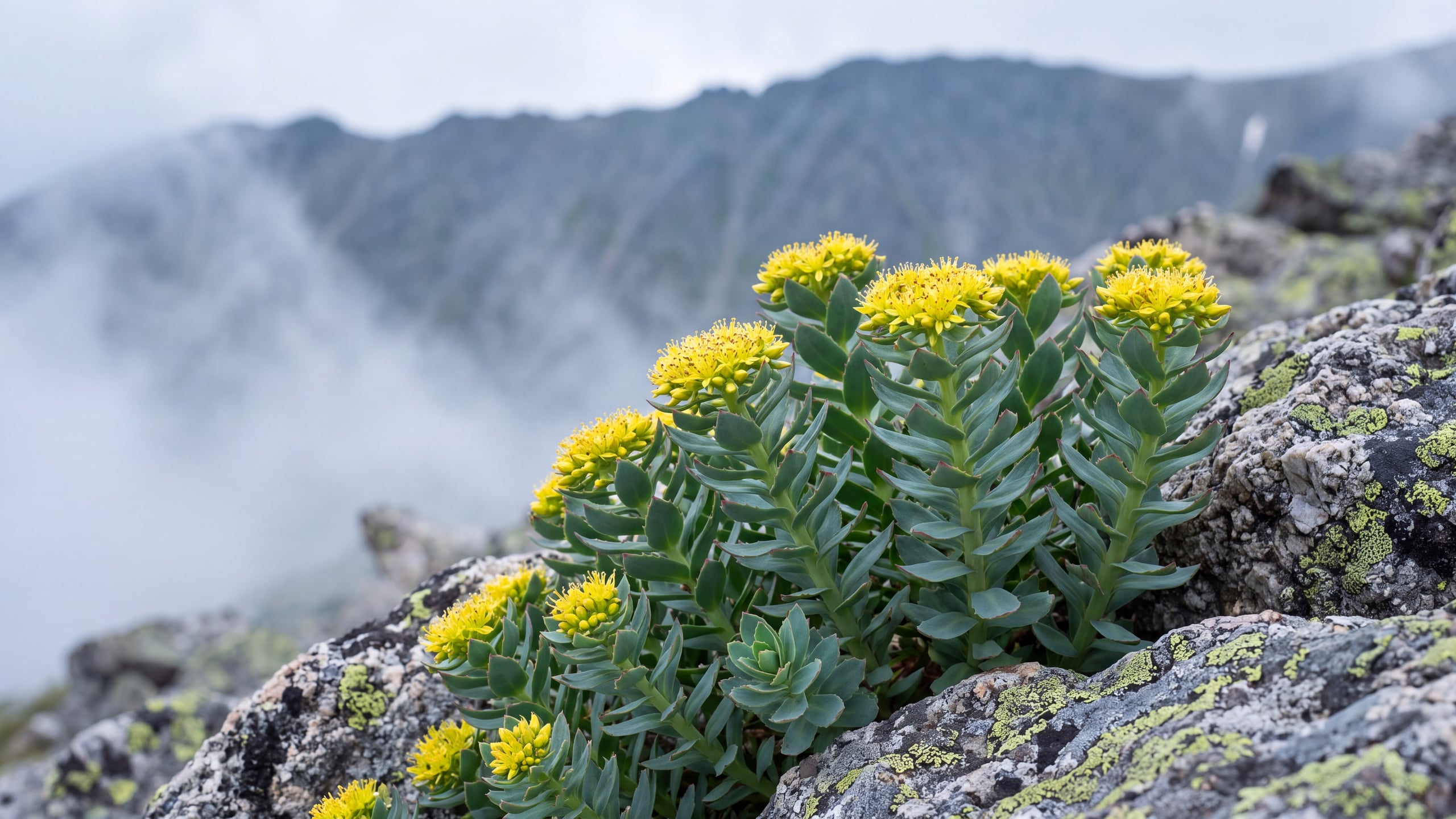 Rhodiola rosea with fleshy blue-green leaves and yellow flower clusters among mountain rock