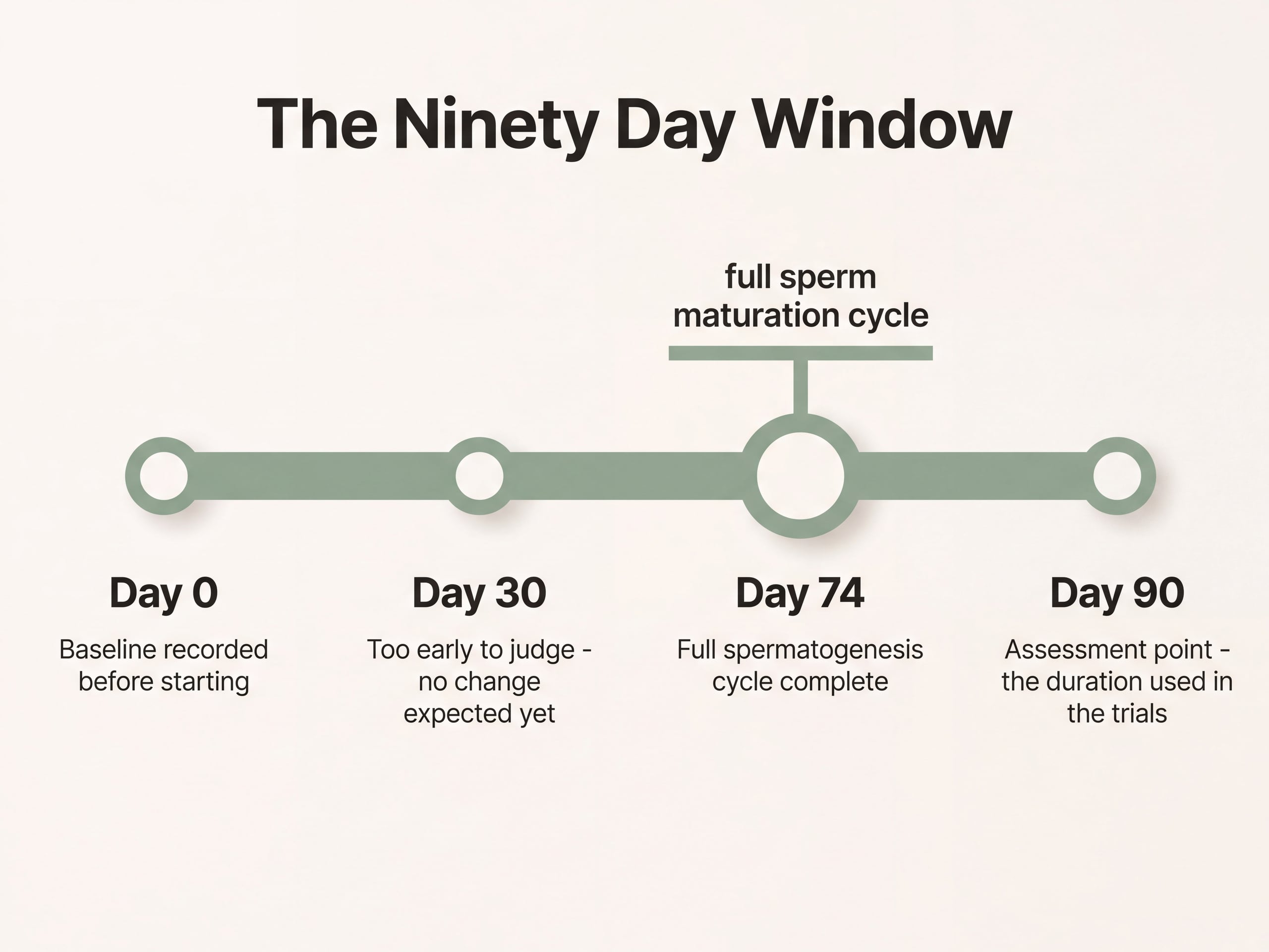 Timeline infographic showing the ninety day assessment window with the seventy-four day sperm maturation cycle marked