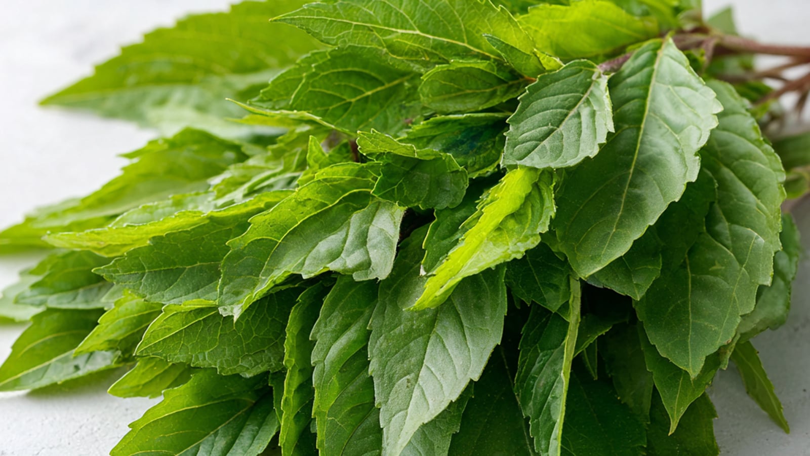 A bundle of fresh Holy Basil leaves, also known as Tulsi, an adaptogenic herb that supports metabolic balance.