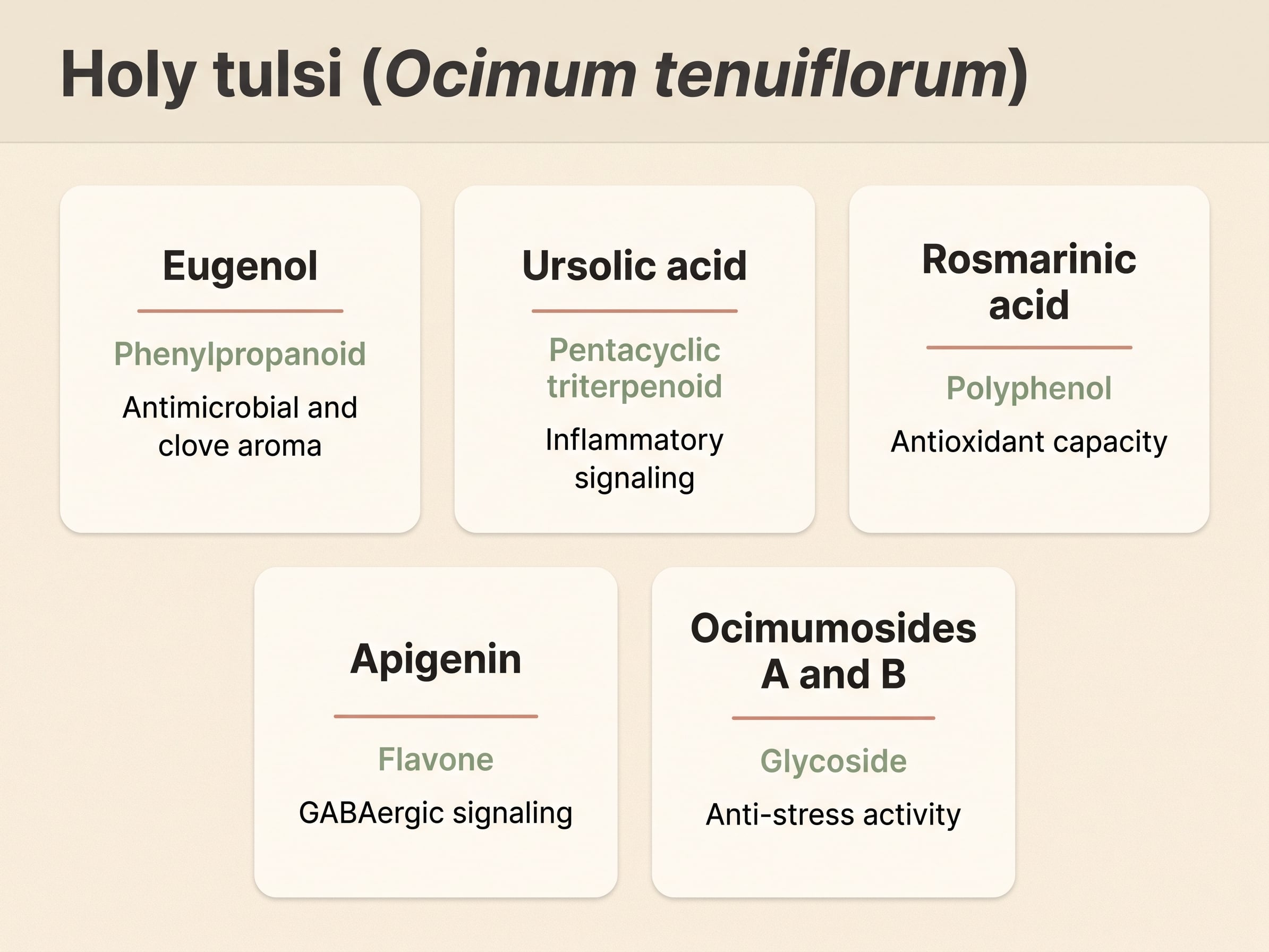 Five-card breakdown of holy tulsi constituents: eugenol, ursolic acid, rosmarinic acid, apigenin and the ocimumosides.