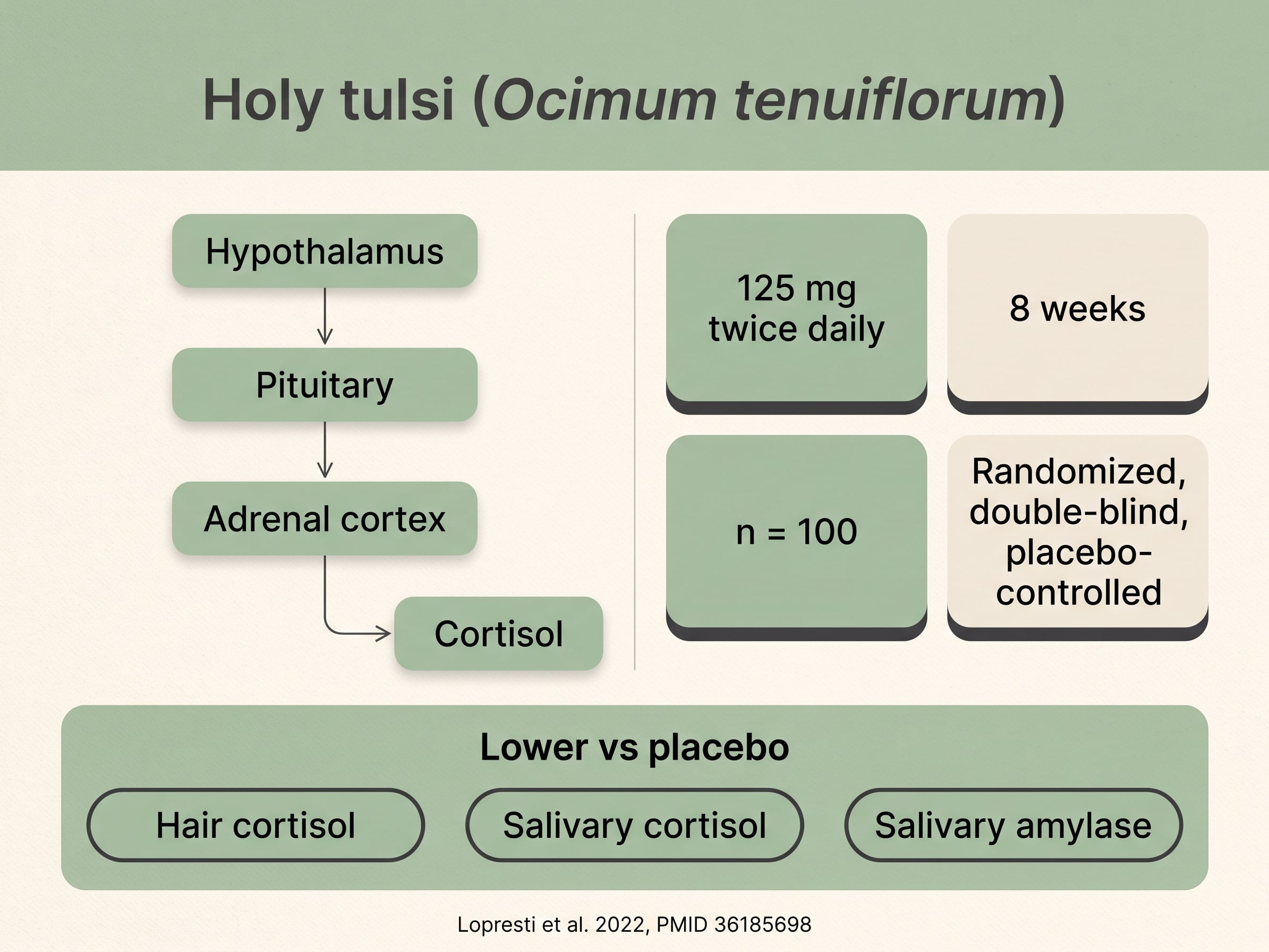 Diagram tracing the HPA axis to cortisol output beside the 2022 holy tulsi trial parameters and measured stress markers.