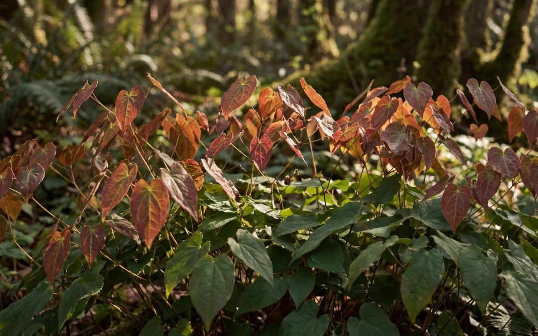 A Comprehensive Guide to Epimedium