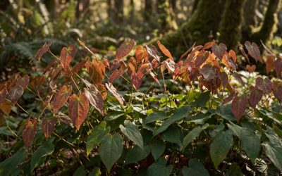 Learn A Comprehensive Guide to Epimedium