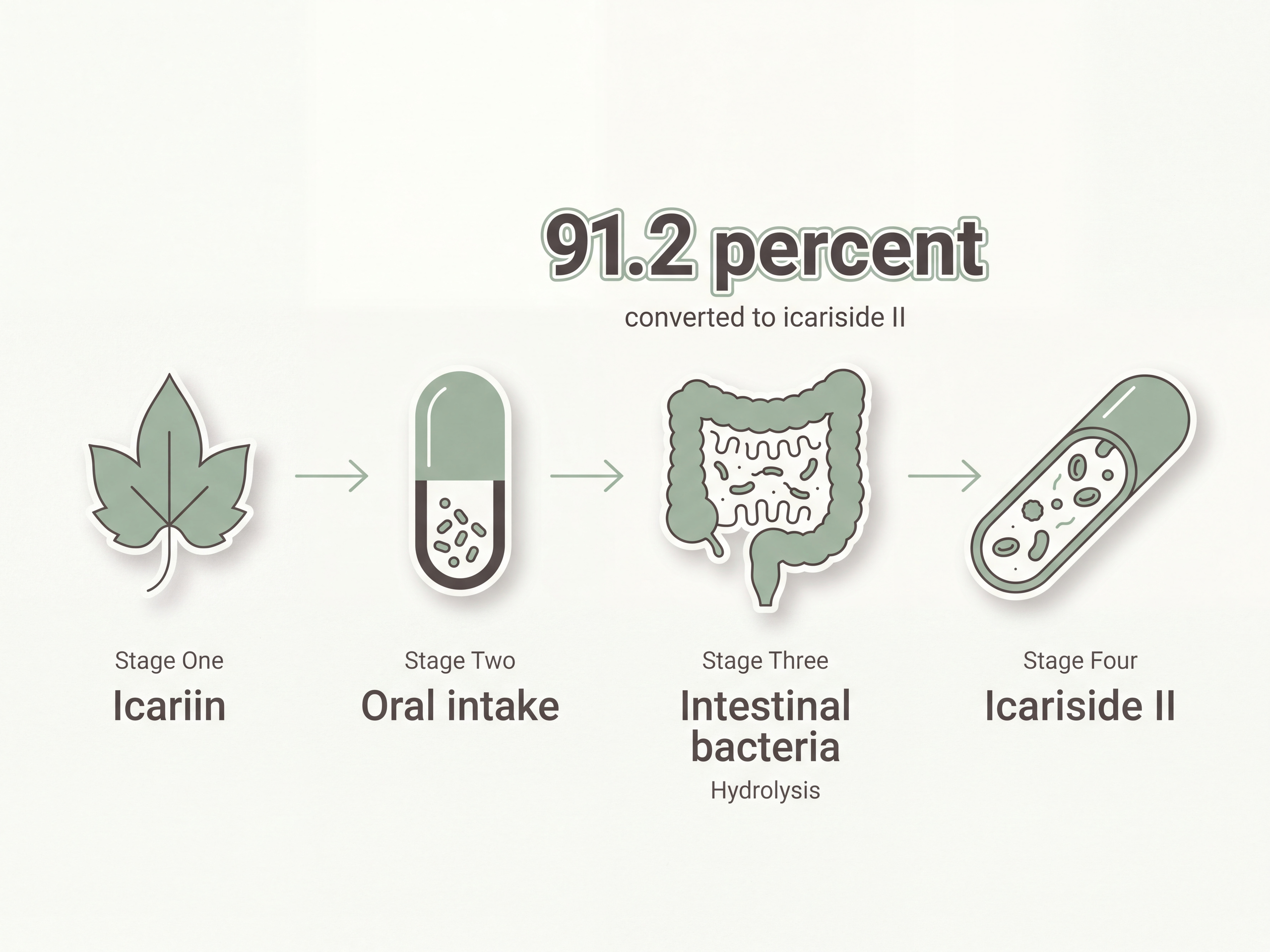 Diagram tracing icariin converting to icariside II by intestinal bacteria at 91.2 percent