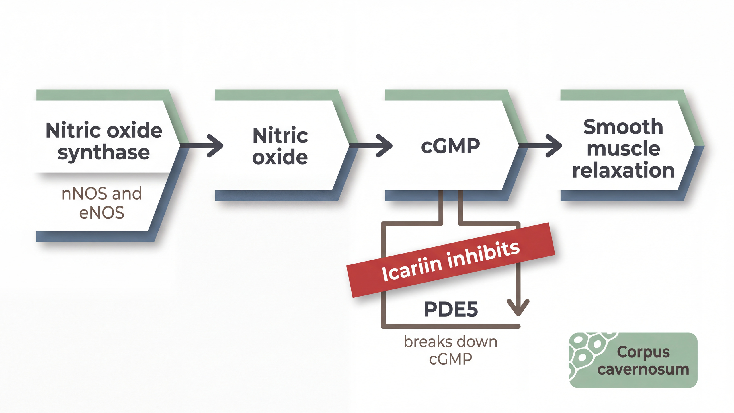 Nitric oxide to cGMP pathway diagram showing where PDE5 acts and where icariin inhibits it