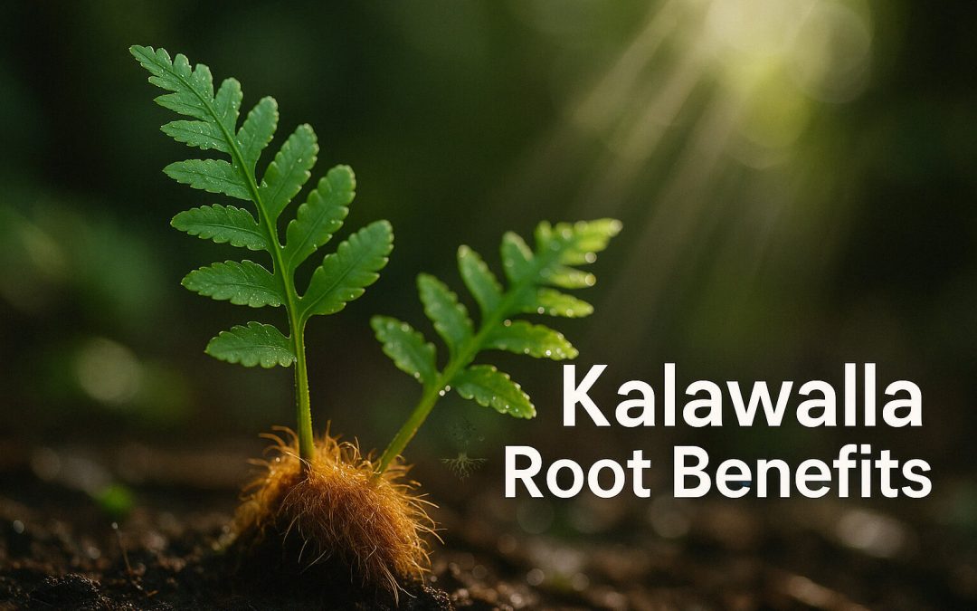 Kalawalla Root: Traditional Uses, Potential Benefits, and Scientific Insights