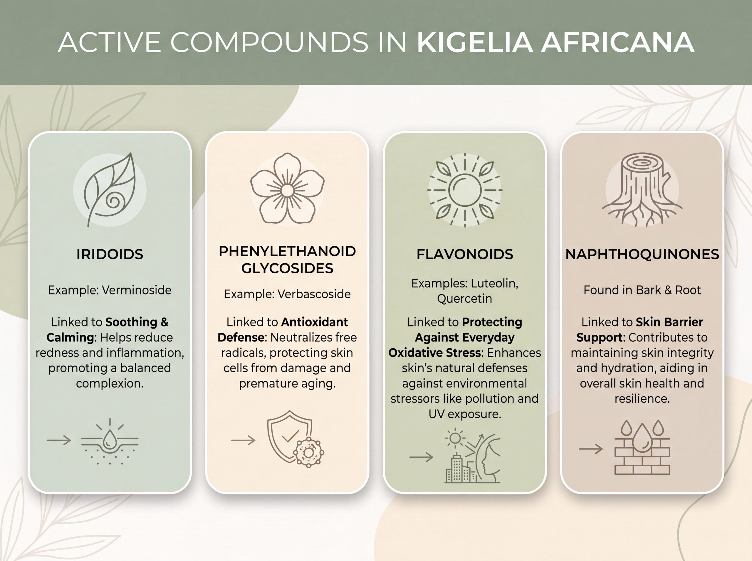 Infographic of Kigelia africana active compounds and their skin benefits for women