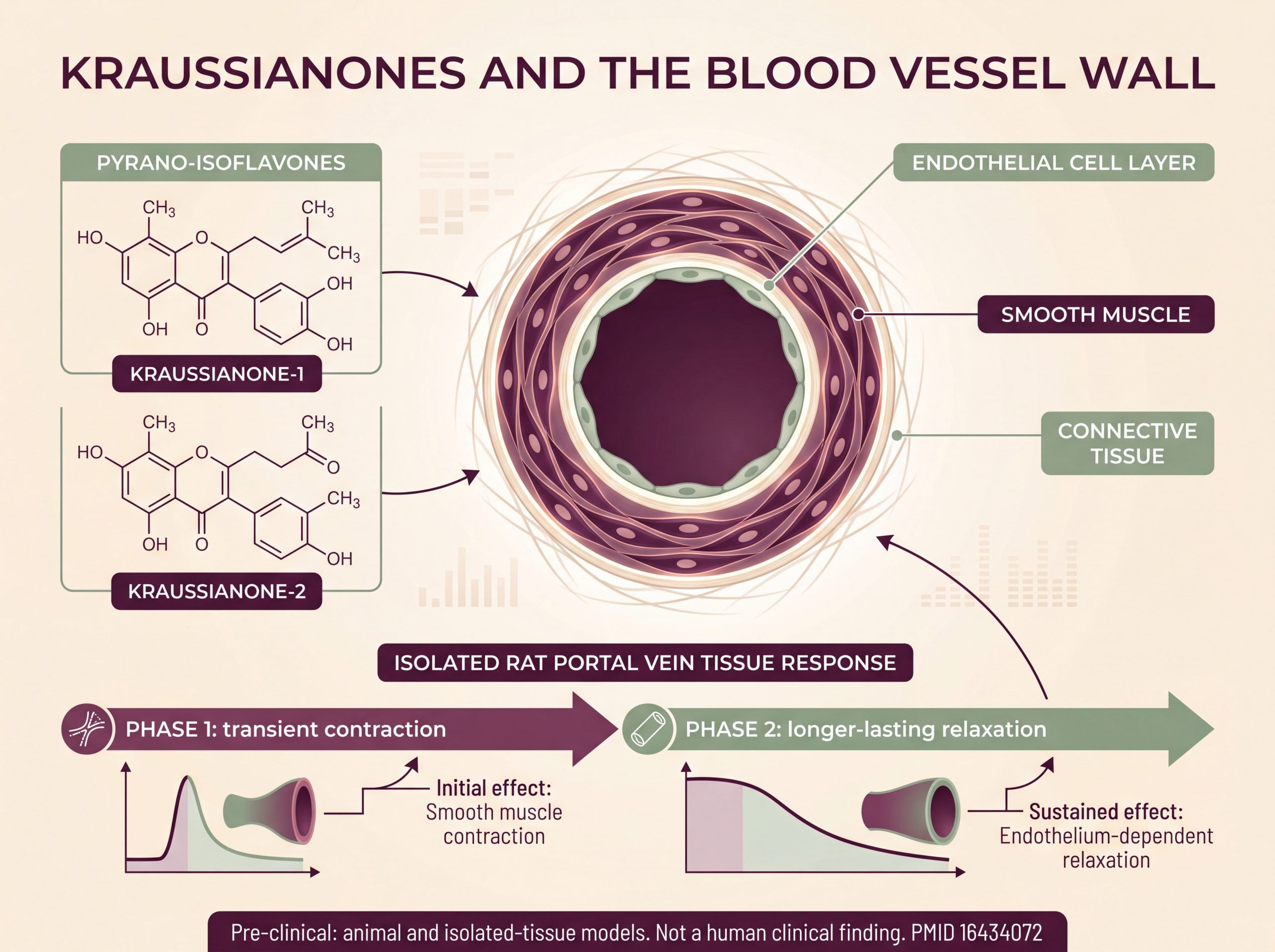 Infographic showing the biphasic vascular response to kraussianone-1 and kraussianone-2 in pre-clinical models