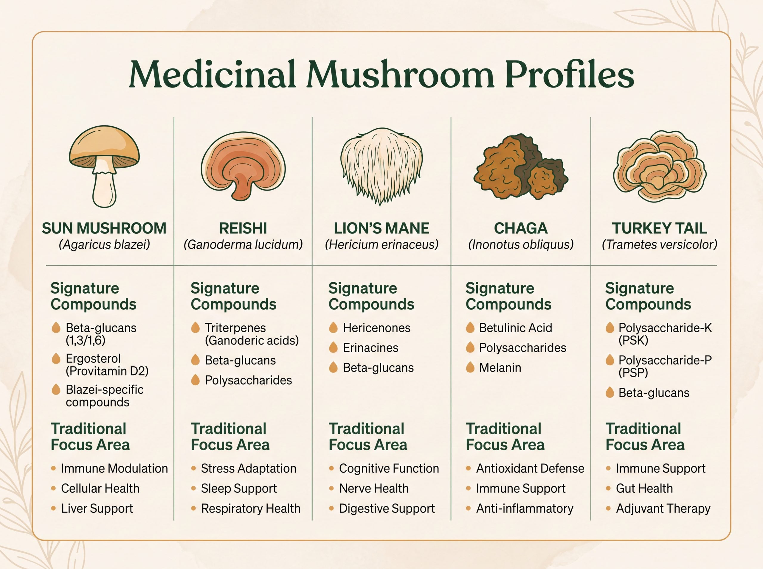 Comparison infographic of Agaricus blazei, Reishi, Lion's Mane, Chaga, and Turkey Tail mushrooms