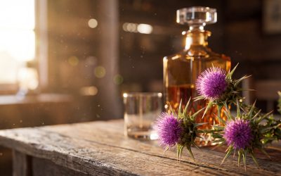 Milk Thistle And Hangover: Evidence, Mechanism, And Safety Guide