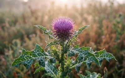 Milk Thistle and Its Role in Gallbladder Health: A Comprehensive Guide
