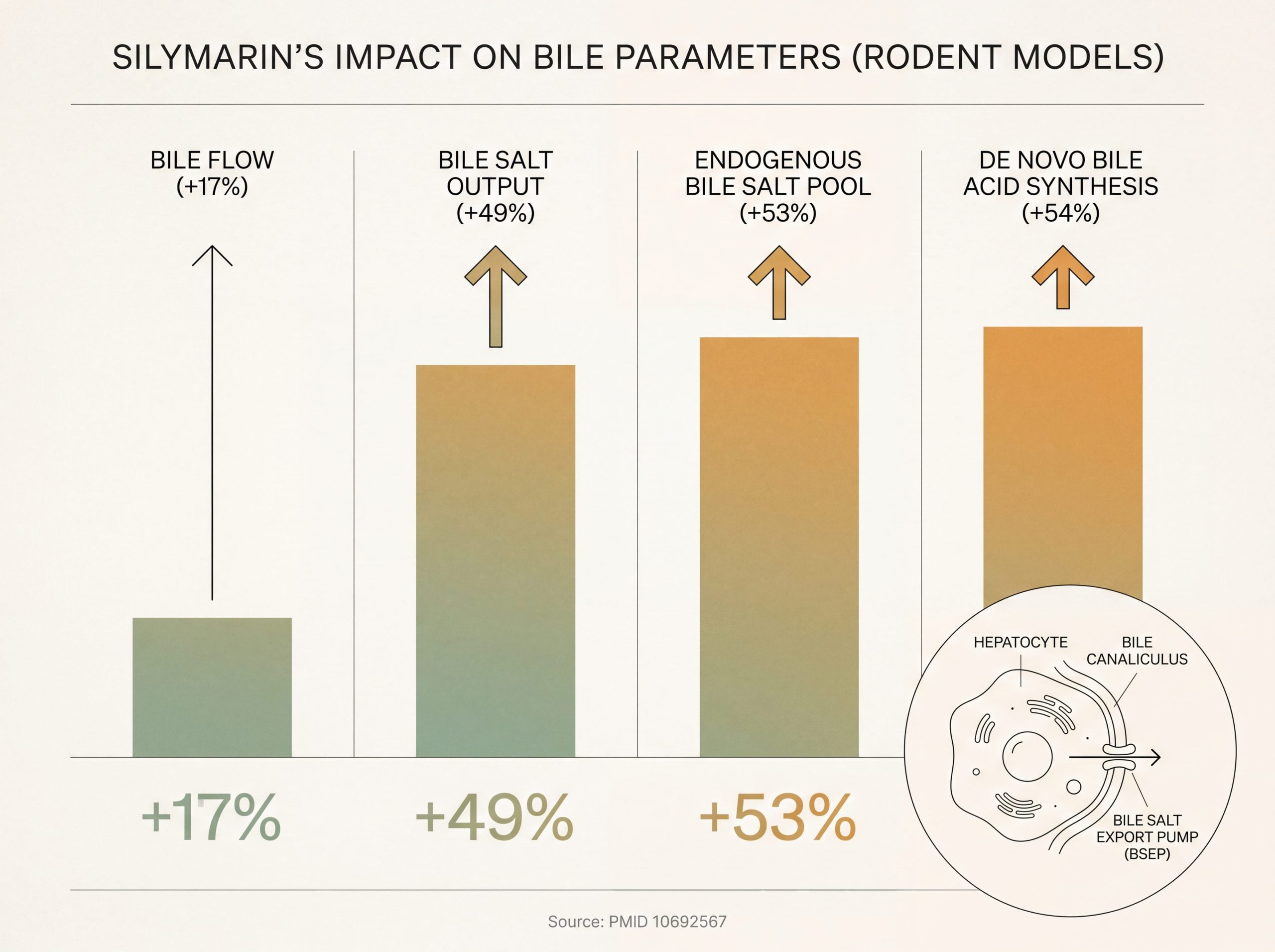 Chart of silymarin effects on bile flow, bile salt output and bile salt pool size in rodent research