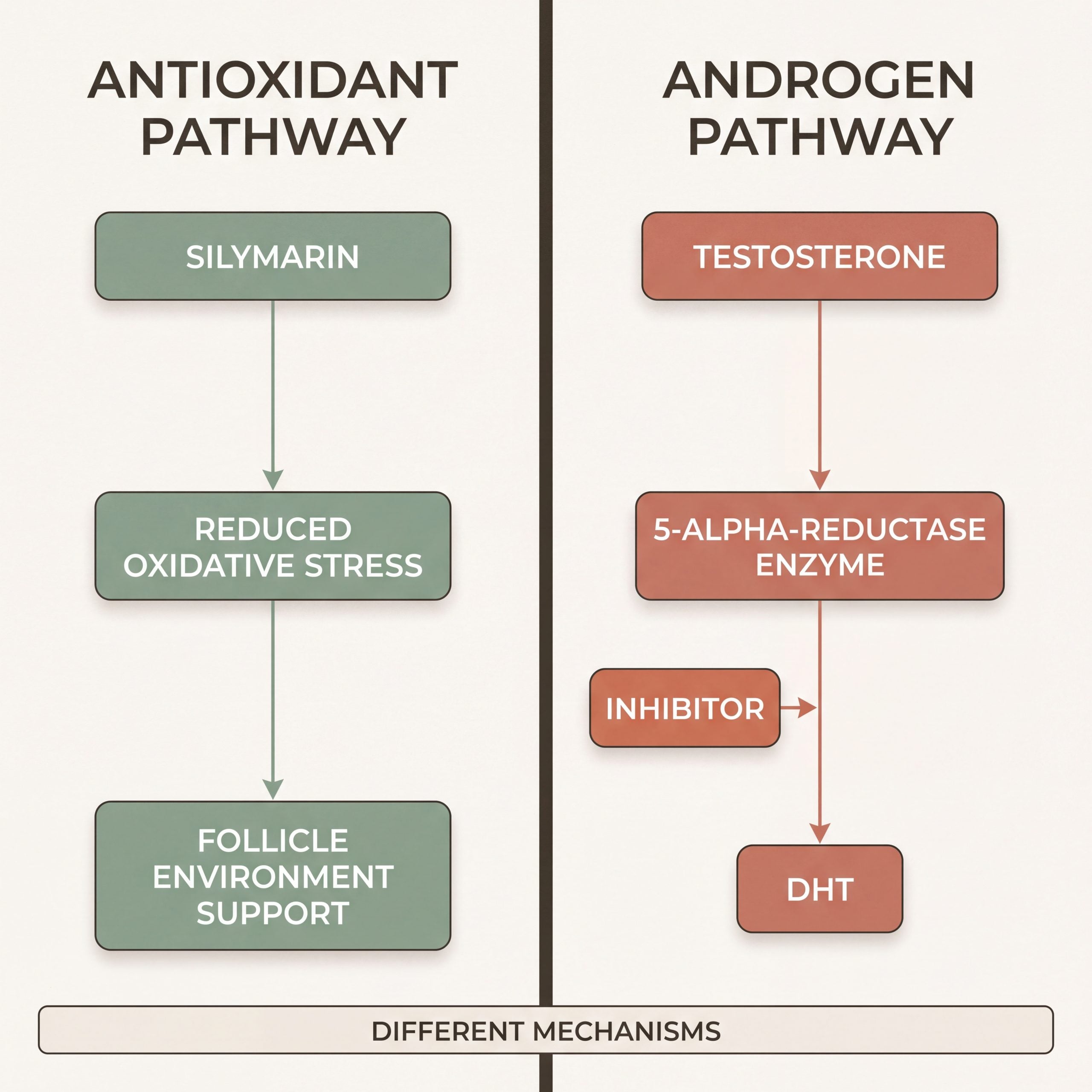 Comparison infographic contrasting silymarin's antioxidant pathway with the 5-alpha-reductase DHT pathway