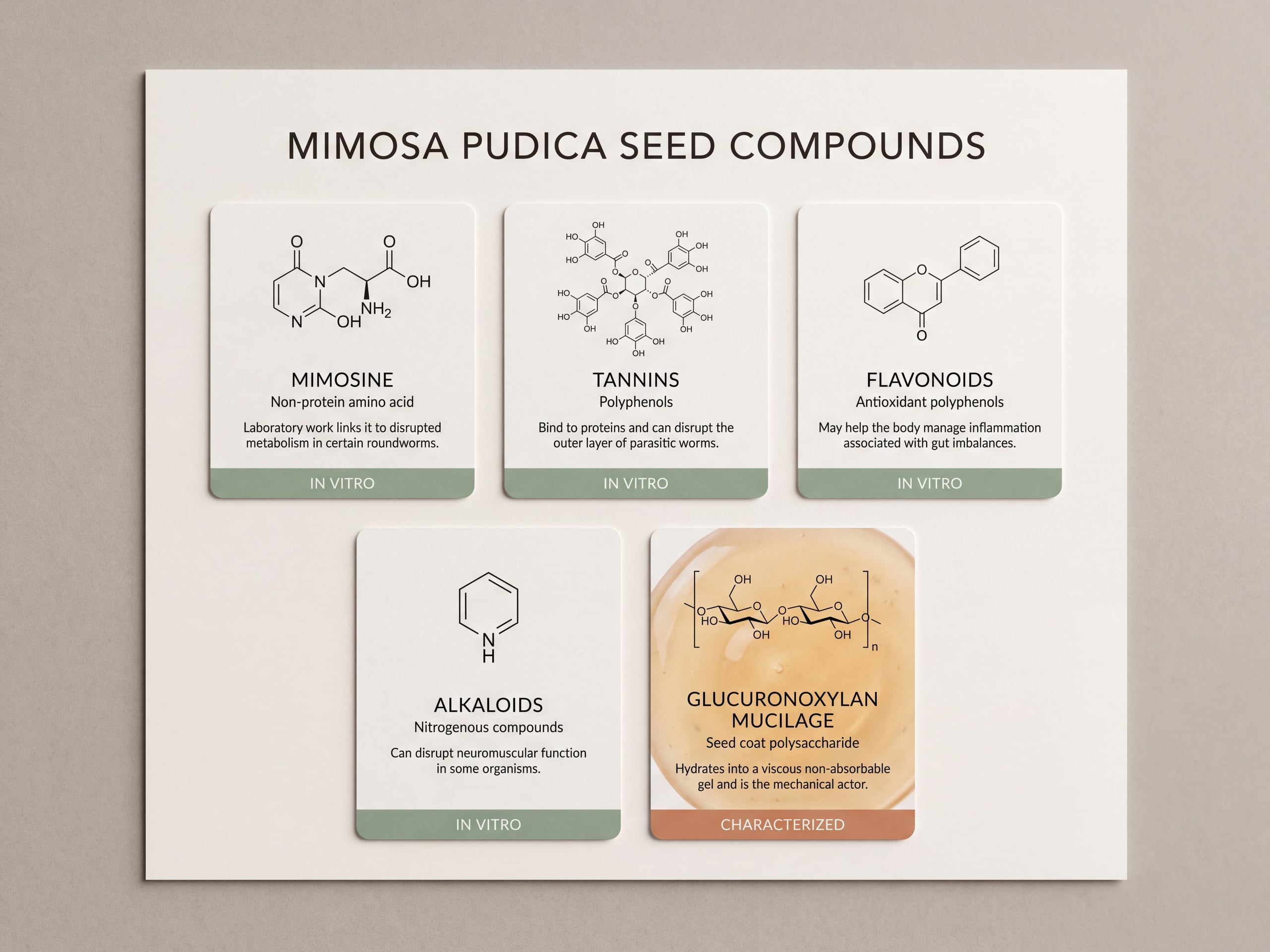 Infographic of five Mimosa pudica seed compounds including mimosine and glucuronoxylan mucilage with evidence tiers