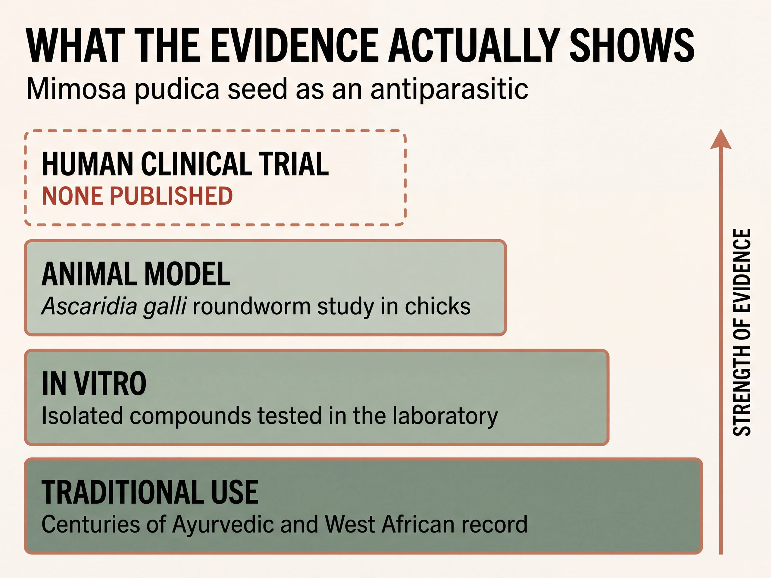 Evidence ladder for Mimosa pudica showing traditional use, in vitro and animal studies, and an empty human trial rung