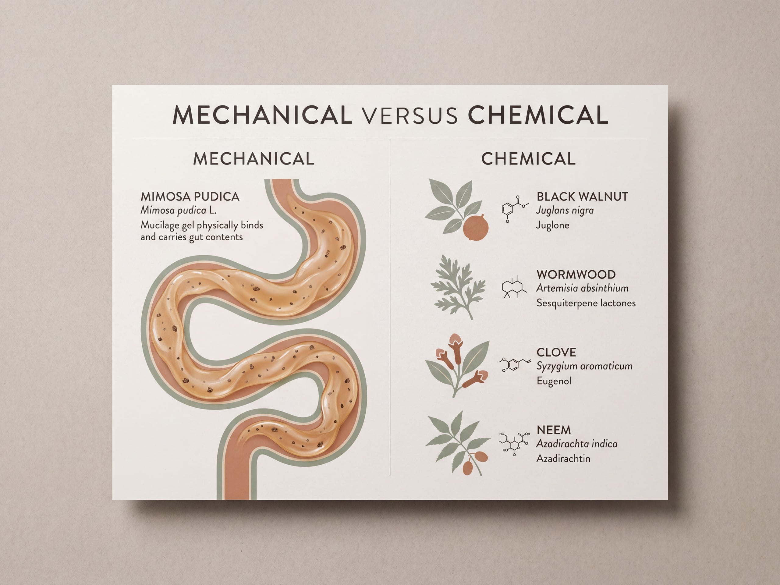 Comparison graphic showing Mimosa pudica mechanical gel action beside four chemically acting antiparasitic herbs