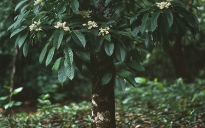 Health Benefits and Traditional Applications of Morinda lucida (Oruwo)