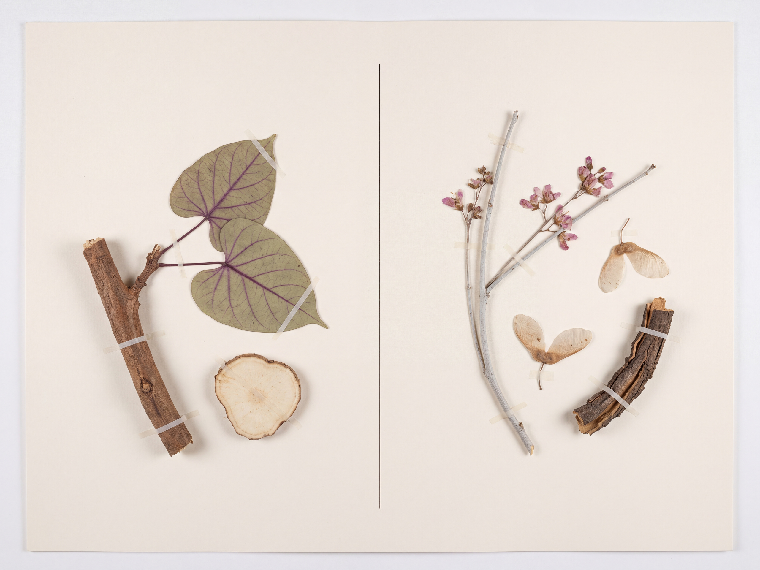 Herbarium specimen plate contrasting Mondia whitei vine and leaves with Securidaca longepedunculata branch