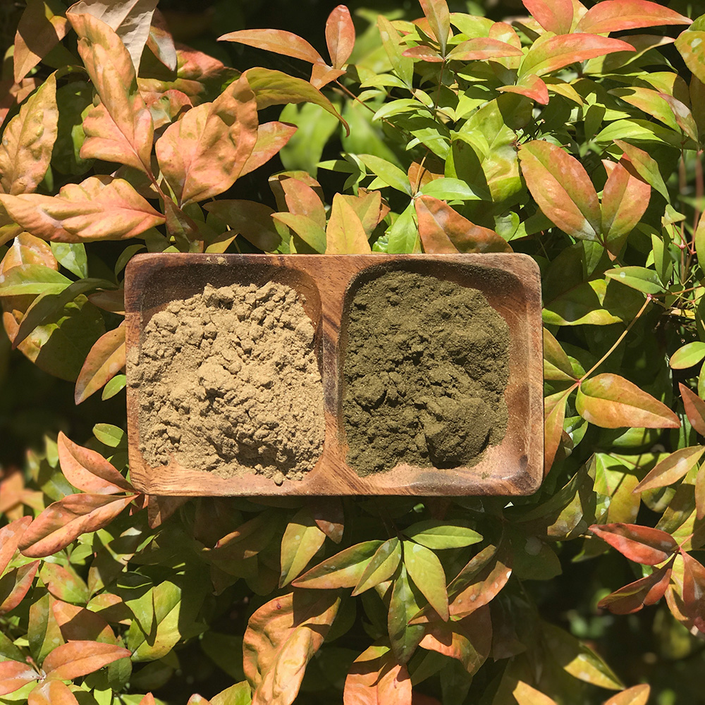 Nettle Root Powder A wooden dish displaying the difference between the light brown nettle root powder and the dark green nettle leaf powder from the Urtica dioica plant.