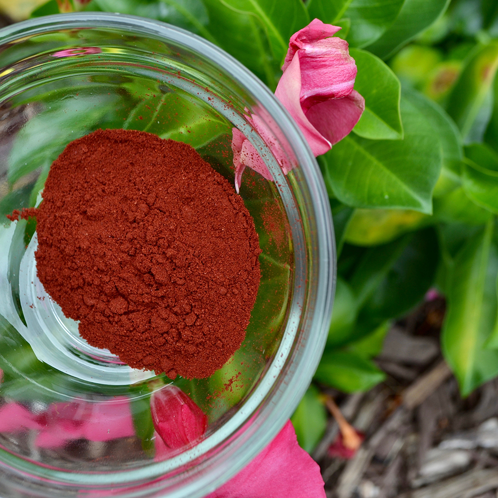 Astaxanthin Powder A glass bowl of rich, red organic astaxanthin powder with green leaves in the background.