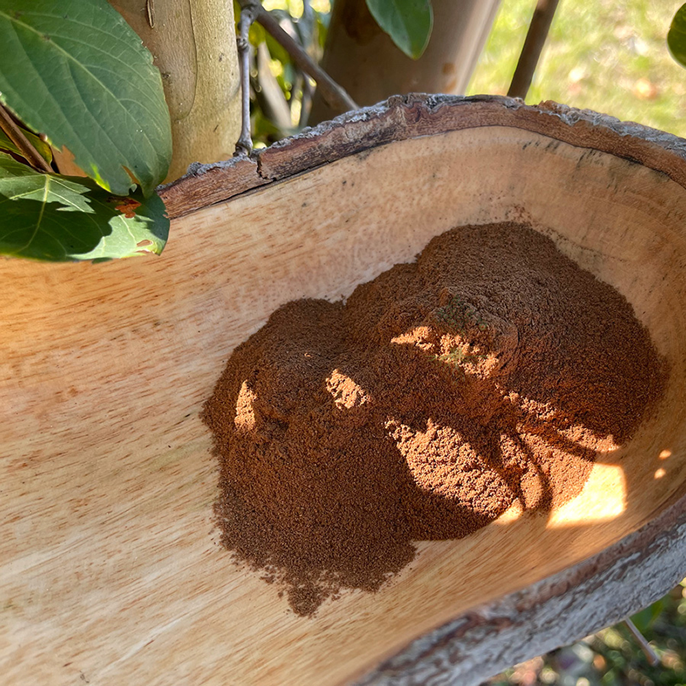 Ceylon Cinnamon Powder A wooden bowl of pure, finely ground Organic Ceylon Cinnamon powder in natural sunlight.