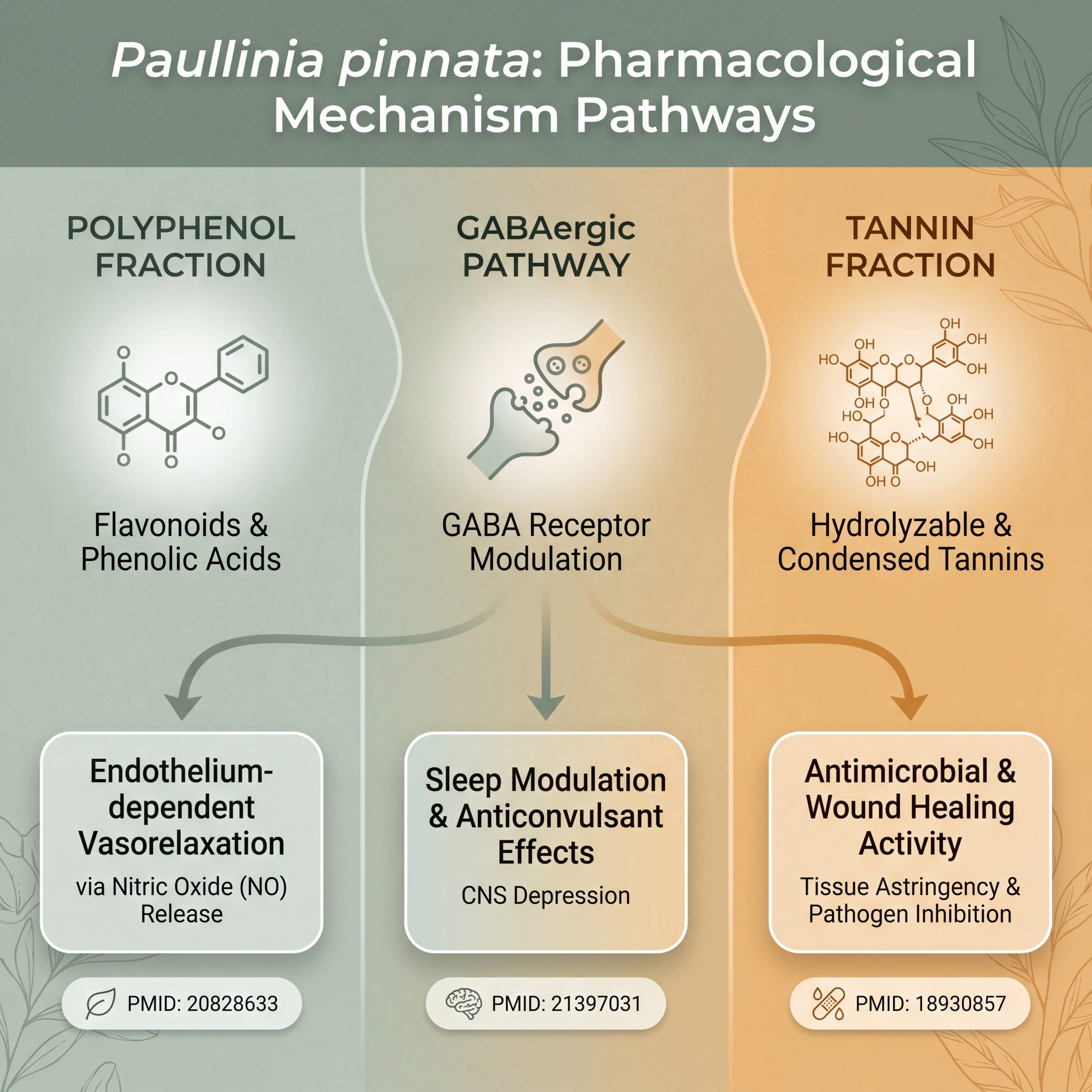 Infographic showing Paullinia pinnata mechanism pathways through polyphenol vasorelaxation, GABAergic sleep action, and tannin antimicrobial activity