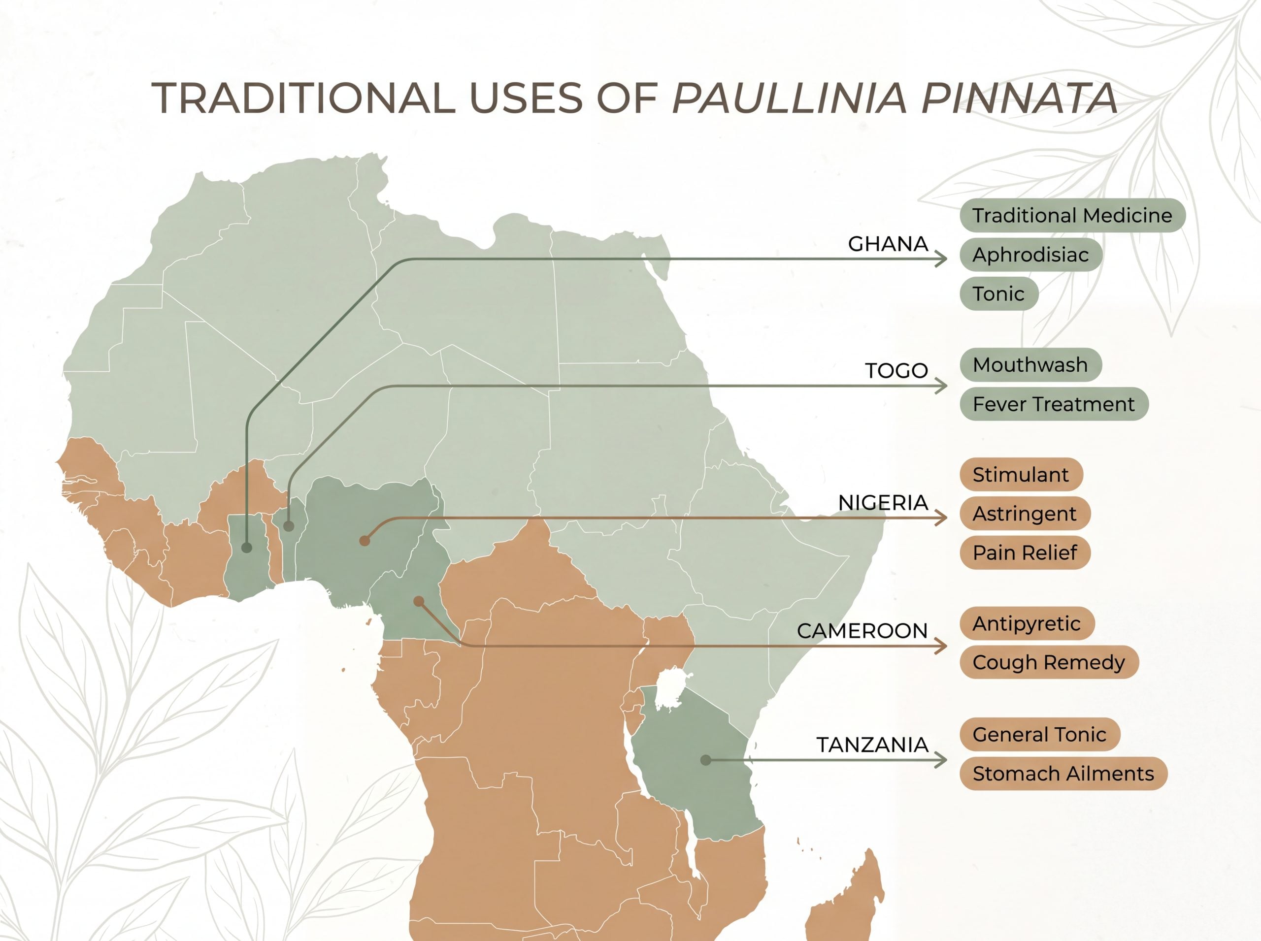 Infographic map showing Paullinia pinnata traditional medicinal uses across Ghana, Togo, Nigeria, Cameroon, and Tanzania