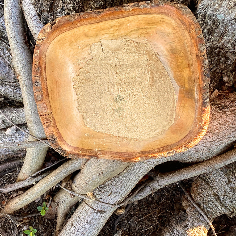 Maca Premium Powder A rustic, square wooden bowl filled with fine, light-brown premium maca powder, resting on a bed of natural tree roots.