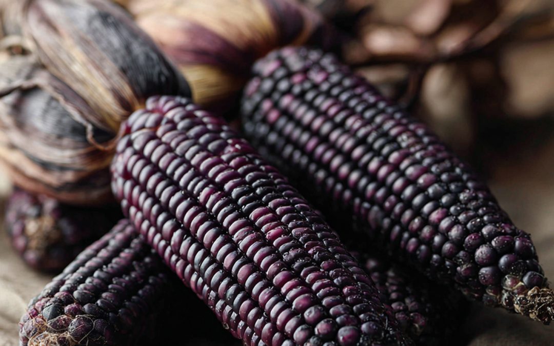 The Power of Purple Corn: Unpacking Its Science-Backed Properties