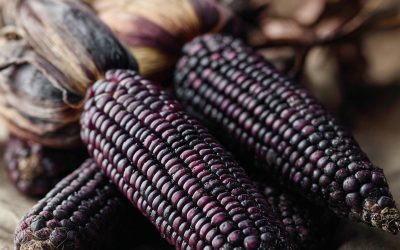 Learn The Power of Purple Corn: Unpacking Its Science-Backed Properties