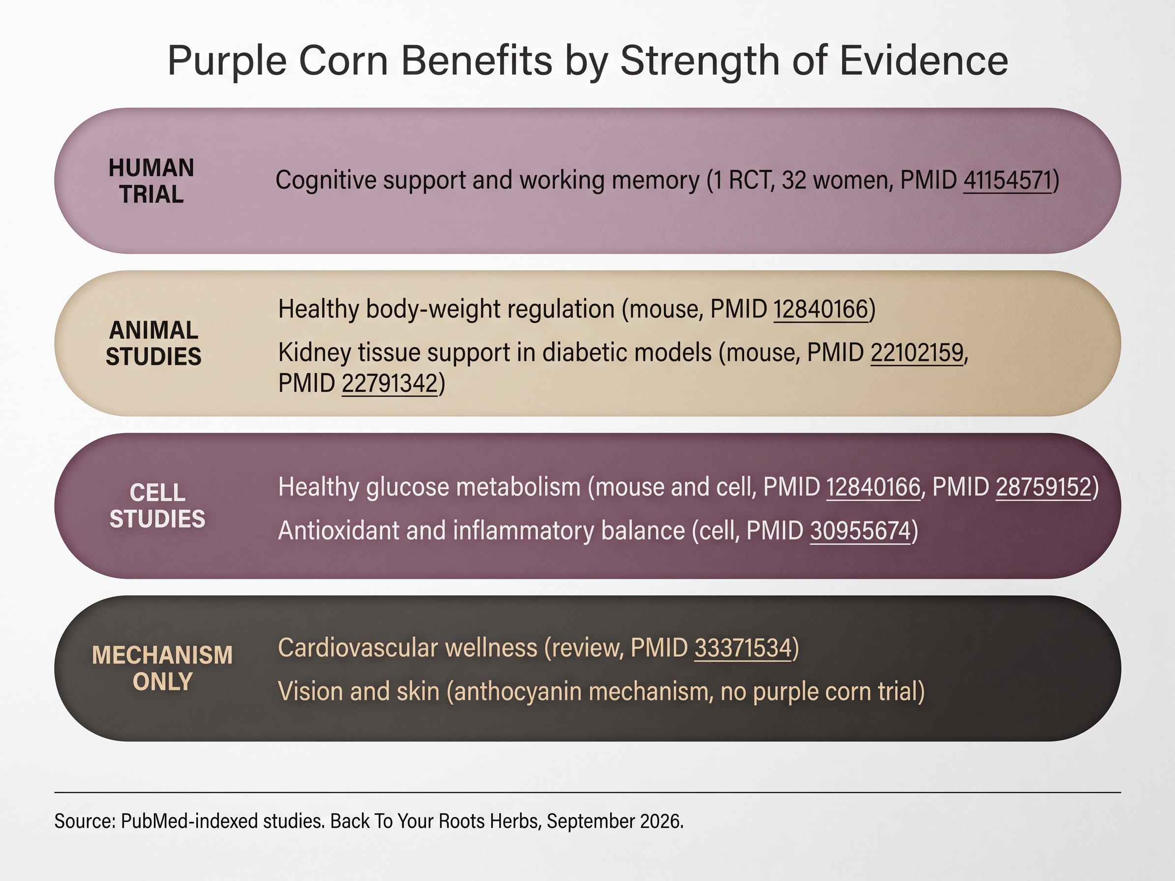 Infographic ranking purple corn benefits by evidence strength from one human trial on memory down to mechanism-only claims for vision and skin