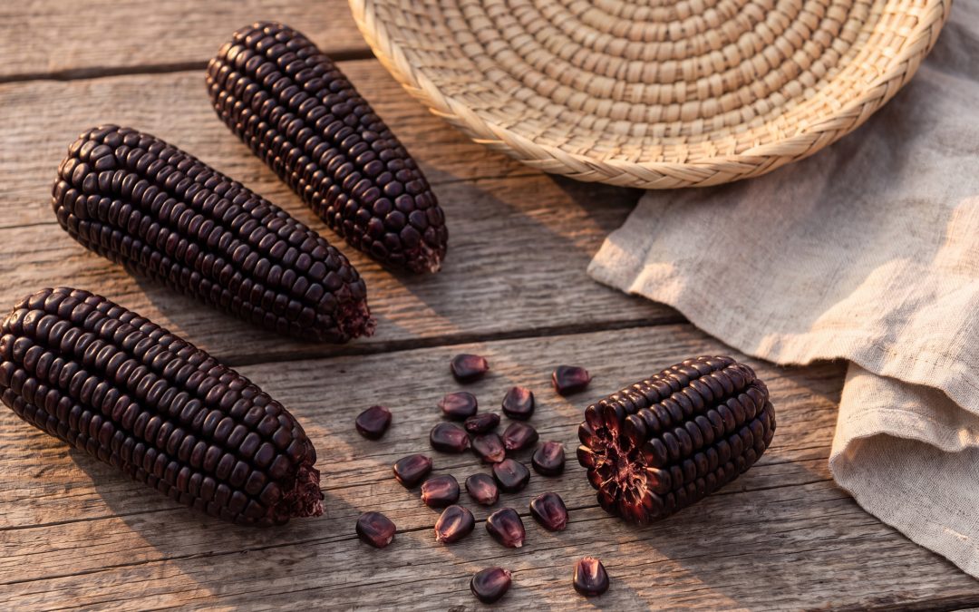 Purple Corn Benefits: Anthocyanins, Evidence and Uses