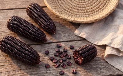 Purple Corn Benefits: Anthocyanins, Evidence and Uses