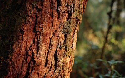 Learn The African Cherry Tree’s Gift for Prostate Health