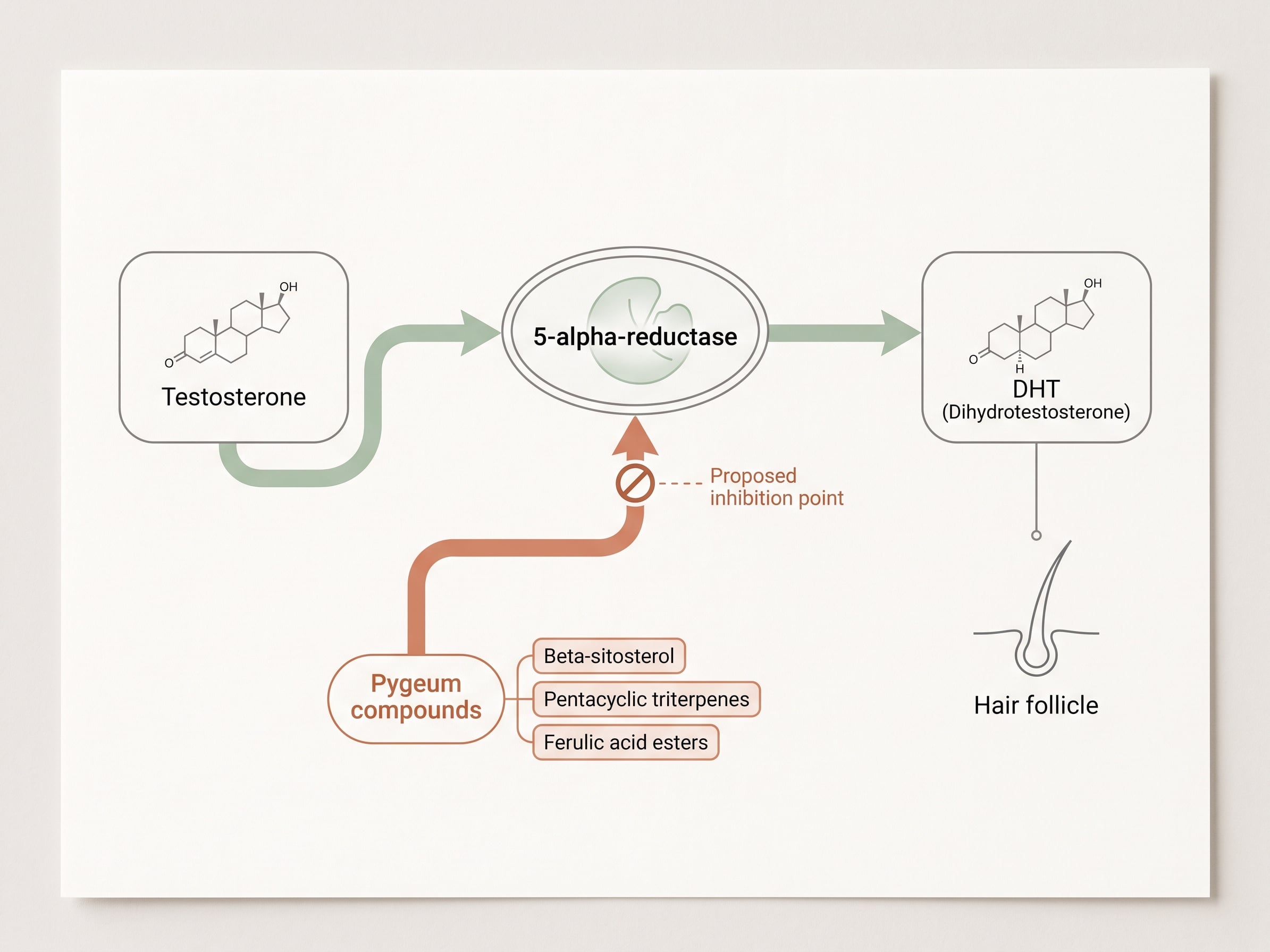 Infographic of the testosterone to DHT pathway showing where pygeum compounds are proposed to inhibit 5-alpha-reductase